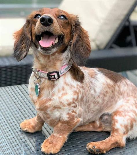 Chocolate and Tan Longhair Dachshund: Meet Your New Furry Best Friend ...