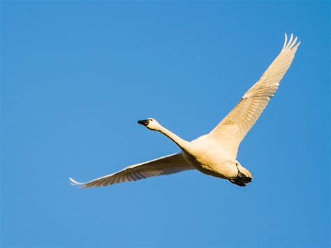 Tundra Swan (Cygnus columbianus)