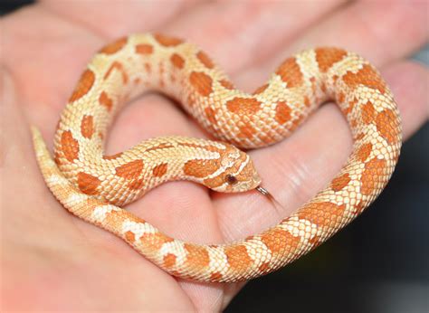 Purpleline Toffeeconda Western Hognose-heterodon nasicus - by Justin Mitcham of Extremehogs.com ...