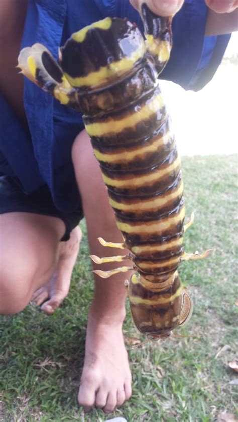 Zebra mantis shrimp caught in Richards Bay | Zululand Observer