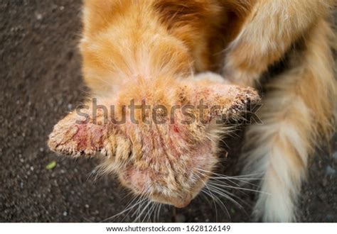 Scabies In Cats Contagious To Humans - Cat Meme Stock Pictures and Photos