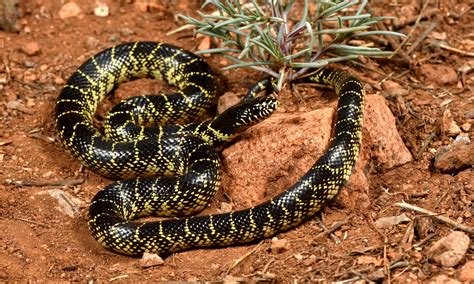 Discover 5 Black and White Snakes in Arizona - AZ Animals