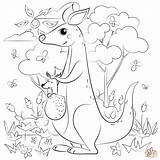 Kangaroo coloring Page  Free Printable Coloring Pages sketch template