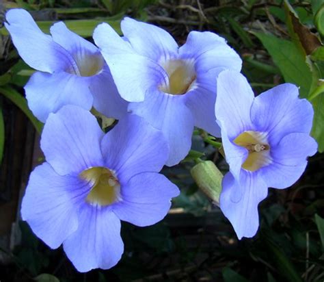 Thunbergia Grandiflora | In full glorious bloom on my terrac… | Flickr