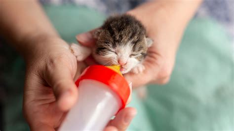 Bottle Feeding Kittens. What shoul I consider? | Sepicat