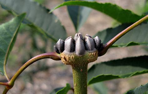 1003 Gardens: Terminal buds on Fraxinus stylosa (top) and F. paxiana ...