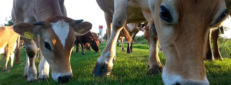 Milk, grass-fed, organic, sustainable, whole-milk or skimmed? | Say Tomato!