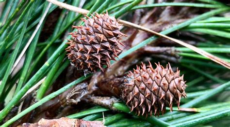 Pitch Pine (Pinus rigida) Immature Cones – Seashore to Forest Floor