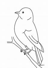 Oiseaux Coloriage Coucou Koekoek Vogel Disegno Uccello Colorare Oiseau  sketch template