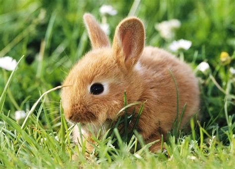 Here is a wallpaper of a cute brown rabbit on sitting on grass. Miss ...