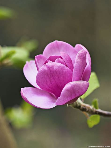 Black Tulip Magnolia | Fiche pratique : les magnolias à feuilles caduques - Détente Jardin Most ...