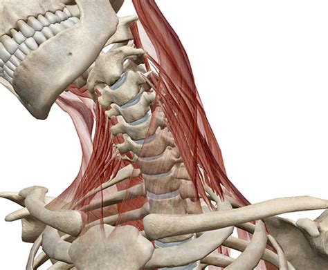 Learn Muscle Anatomy: Scalene Muscles