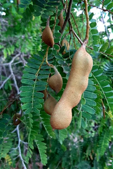 Tamarindus indica The Tamarind Tree 10 Fresh Seeds | Etsy