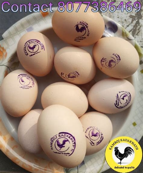 kadaknath eggs Buy kadaknath eggs for best price at INR 25 / Piece ( Approx )