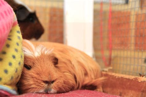 Guinea Pig Bedding