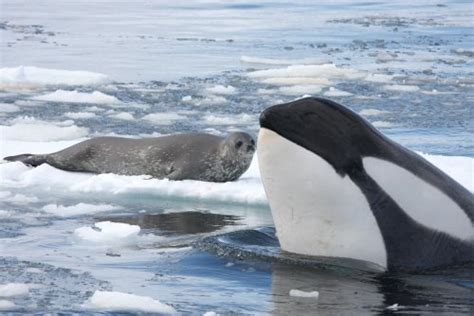 12 February 2012 Predators part 2 - Killer Whale | PolarTREC