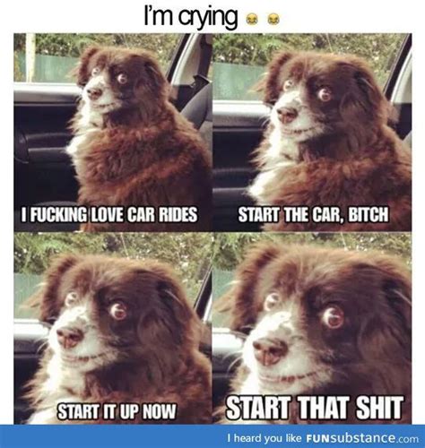 This face | Funny dog memes, Funny animal memes, Dog quotes funny