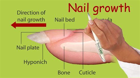 Nail growth - YouTube