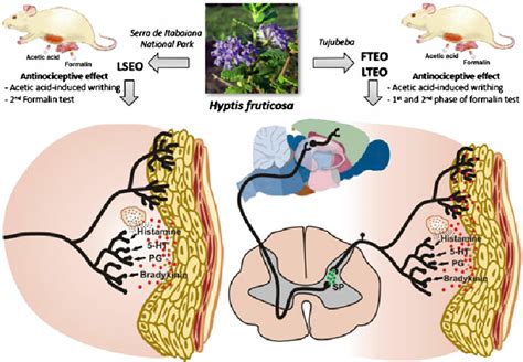 Mechanisms involved in the antinociceptive effects of the essential ...