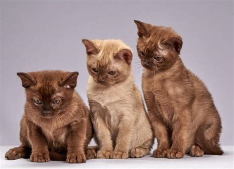 13 Top Burmese Cat Pros And Cons | Animal Advice