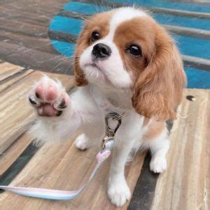 Cavalier King Charles Spaniel Dog Colors: A Complete List of All 10 ...