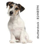 Jack Russell Terrier Pup Free Stock Photo - Public Domain Pictures