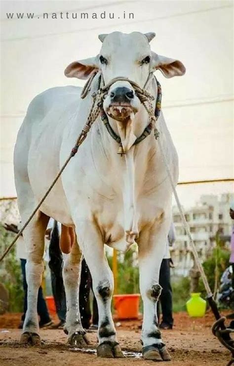 Ongole cattle breed (Ongole Bull/ Ongole Cow) - Nattu Madu | Cattle, Zebu cow, Cow