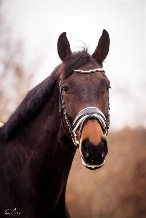 Tall and gorgeous gelding - Horses 4 Your Consideration