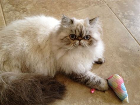 Himalayan Persian Cat Colors - Pets Lovers