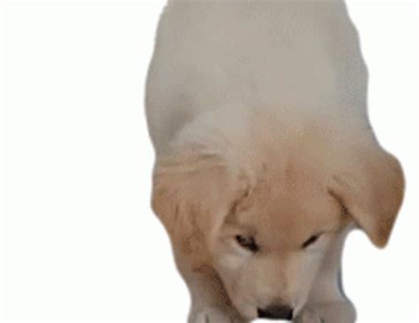 Puppy Golden Retriever GIF - Puppy GoldenRetriever Relax - Discover & Share GIFs | Golden ...