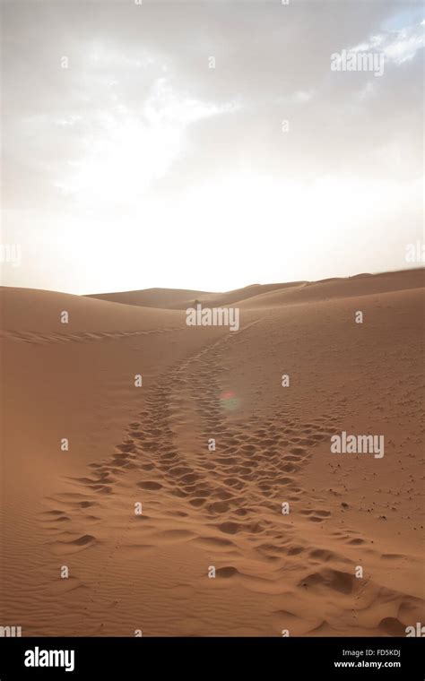 Footprints On Sand In A Desert Stock Photo - Alamy