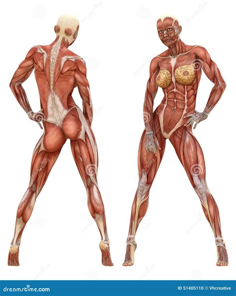 Female Muscular System Anatomy Stock Photo - Image: 51405110