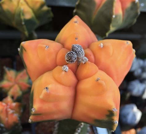 Astrophytum Myriostigma Mutant & Hybrid Cactus Seed Mix - Cactus ...