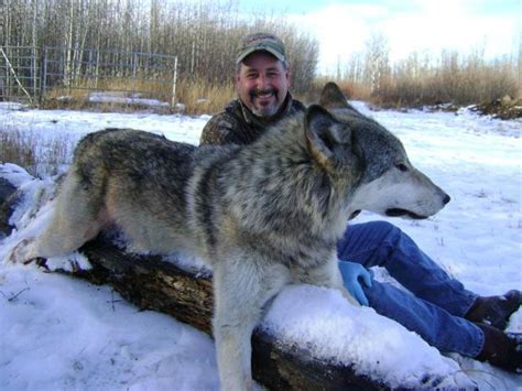 Wolf Hunting Gallery – Wild Kakwa Outfitters