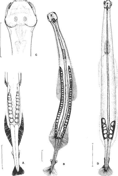 Figure 8 from An Illustrated Key to the Chaetognatha of the Northern Gulf of Mexico with Notes ...