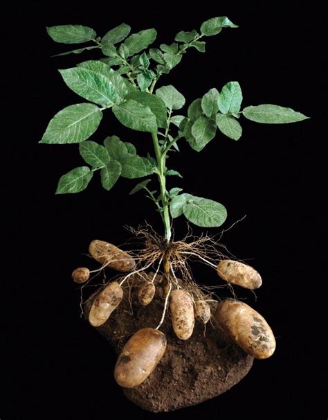 This is what a potato plant looks like just before harvest : r/pics
