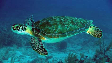 8 Sea Turtle HD Wallpapers | Background Images - Wallpaper Abyss