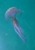 Medusa luminosa - vespa di mare