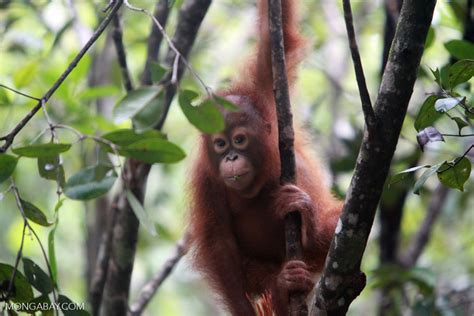 Baby Orangutan Eating a leaf