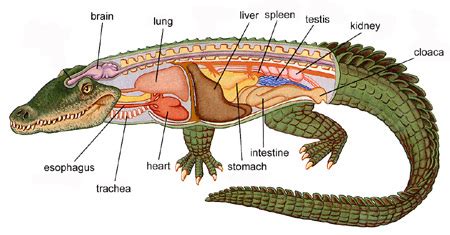 Crocodile (Crocodylus) - The Study of the Muscular System