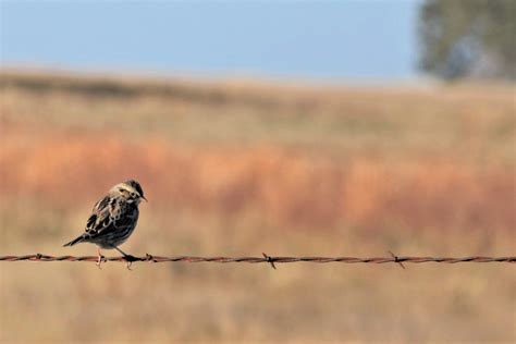 Song Sparrow On Barbed Wire Fence 2 Free Stock Photo - Public Domain Pictures