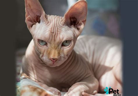 Tracing the Origins of Sphynx Cats: Unraveling Their Fascinating History | by Pet Universe | Medium