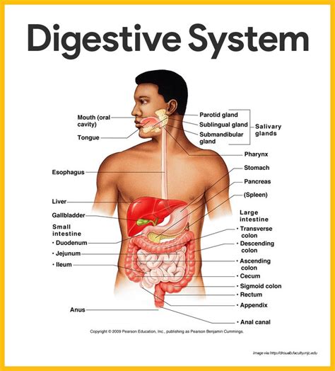 Digestive System Anatomy and Physiology | Digestive system anatomy ...