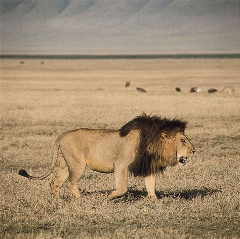 Lion | Characteristics, Habitat, & Facts | Britannica