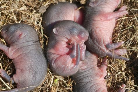 When do Baby Mice Open Their Eyes? » Petsoid