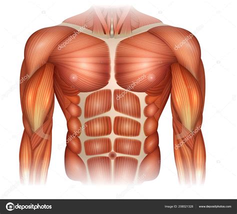 Chest Muscles Anatomy