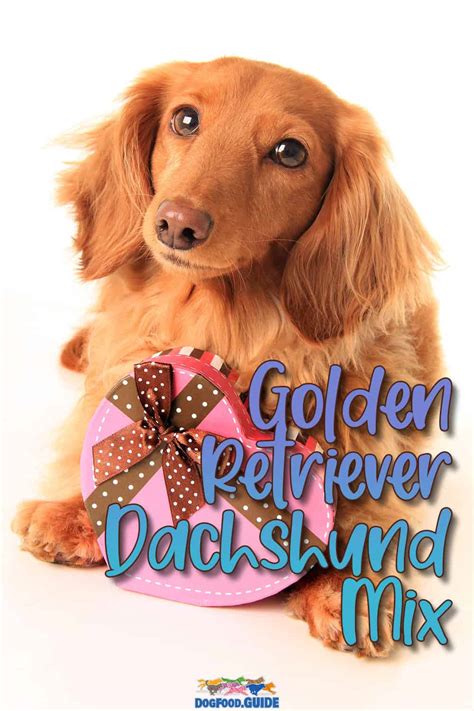 Golden Retriever Dachshund Mix: The Best 2022 Guide to this Breed