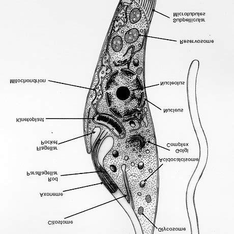 (PDF) A Short Review on the Morphology of Trypanosoma cruzi: From 1909 to 1999