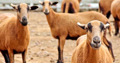 Delayed arrival of some blackbelly sheep from Barbados stalls full rollout of project locally ...