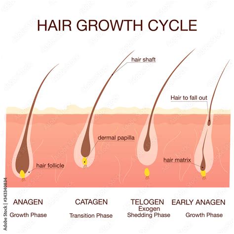 Hair growth phase step by step.Medical infographicsconcept.Stages of the hair growth cycle ...